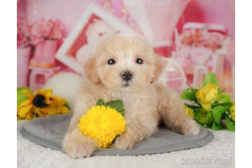 販売中の千葉県のミックス犬-391315の3枚目