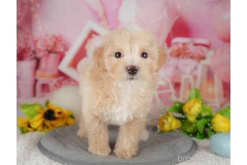 販売中の千葉県のミックス犬-391315の5枚目