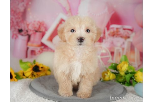 販売中の千葉県のミックス犬-391315の7枚目