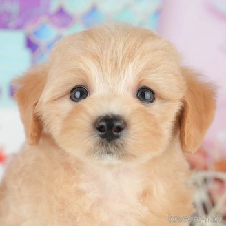 販売中の千葉県のミックス犬-391312の1枚目