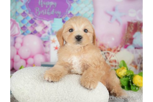 販売中の千葉県のミックス犬-391312の7枚目