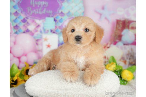 販売中の千葉県のミックス犬-391312の8枚目
