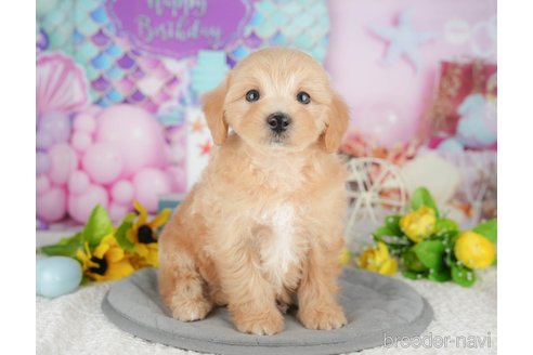 販売中の千葉県のミックス犬-391312の3枚目