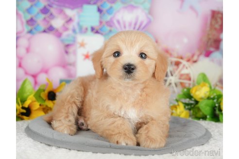 販売中の千葉県のミックス犬-391312の4枚目