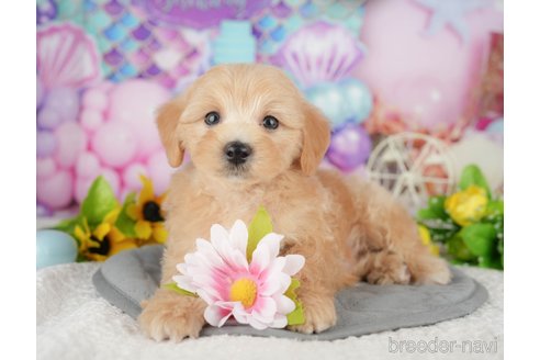 販売中の千葉県のミックス犬-391312の5枚目