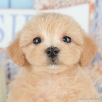 販売中の千葉県のミックス犬-391310の1枚目