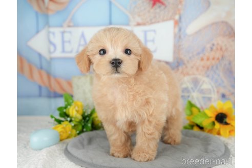販売中の千葉県のミックス犬-391310の7枚目