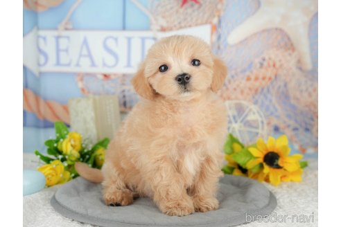 販売中の千葉県のミックス犬-391310の8枚目