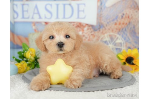販売中の千葉県のミックス犬-391310の9枚目