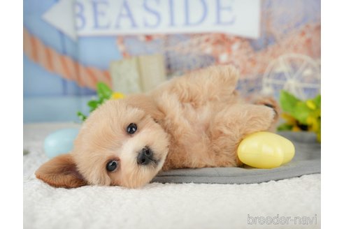 販売中の千葉県のミックス犬-391310の3枚目