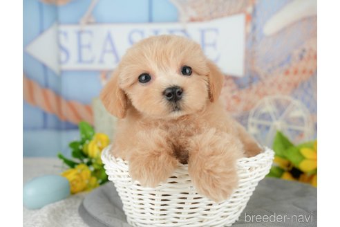 販売中の千葉県のミックス犬-391310の5枚目