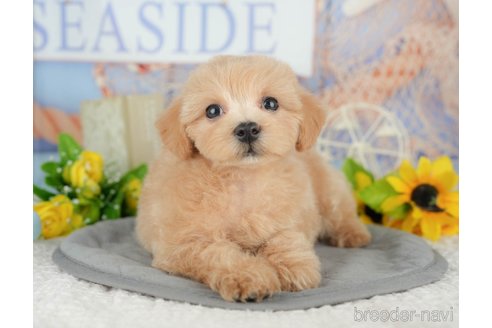 販売中の千葉県のミックス犬-391310の4枚目