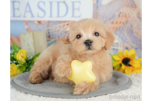 販売中の千葉県のミックス犬-391310の6枚目