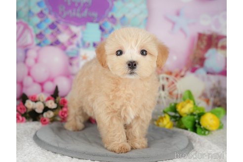 販売中の千葉県のミックス犬-391309