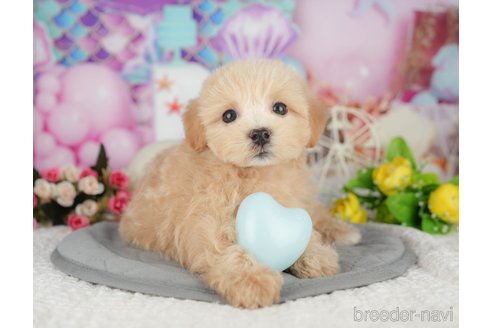販売中の千葉県のミックス犬-391309の7枚目