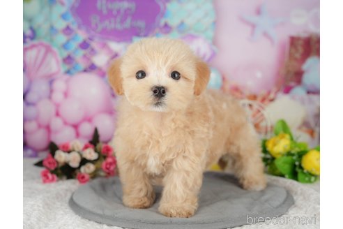 販売中の千葉県のミックス犬-391309の9枚目