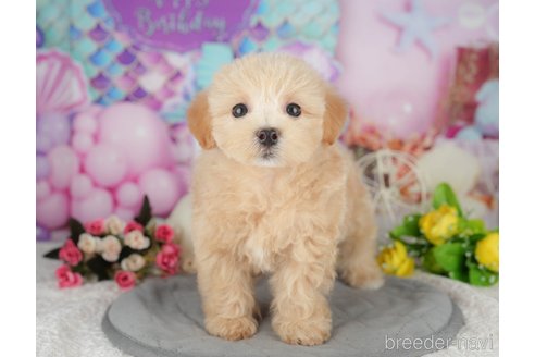 販売中の千葉県のミックス犬-391309の4枚目
