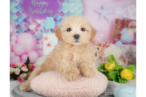 販売中の千葉県のミックス犬-391309の3枚目