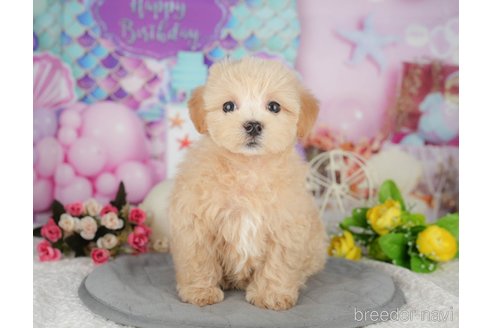 販売中の千葉県のミックス犬-391309の5枚目