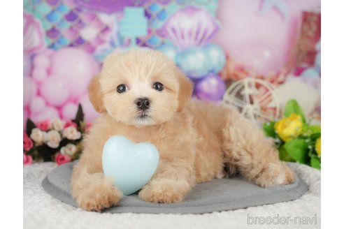 販売中の千葉県のミックス犬-391309の6枚目