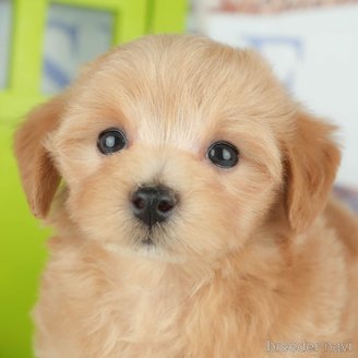 販売中の千葉県のミックス犬-391303の1枚目