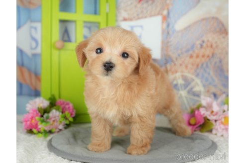 販売中の千葉県のミックス犬-391303の6枚目