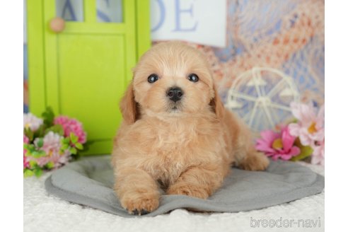 販売中の千葉県のミックス犬-391303の7枚目