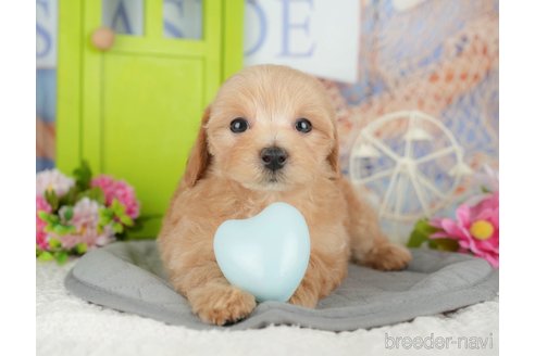 販売中の千葉県のミックス犬-391303の8枚目