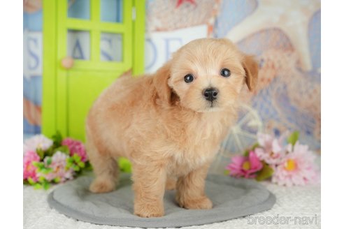販売中の千葉県のミックス犬-391303の9枚目