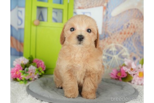 販売中の千葉県のミックス犬-391303の3枚目