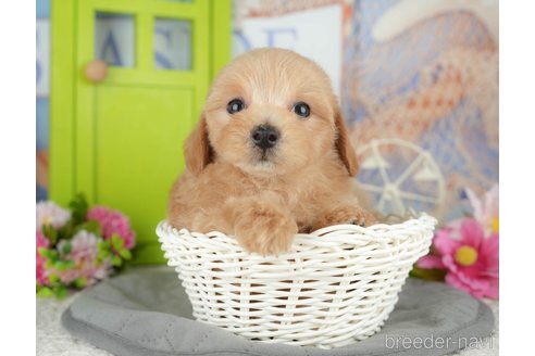 販売中の千葉県のミックス犬-391303の4枚目