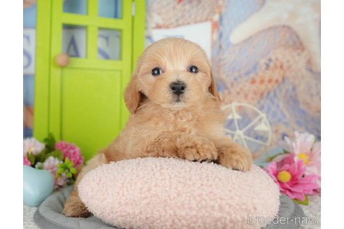 販売中の千葉県のミックス犬-391303の5枚目