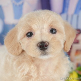 販売中ののミックス犬-391302