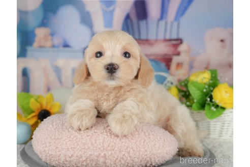 販売中の千葉県のミックス犬-391302の8枚目