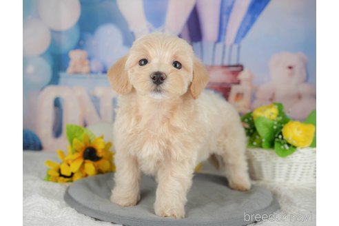 販売中の千葉県のミックス犬-391302の9枚目