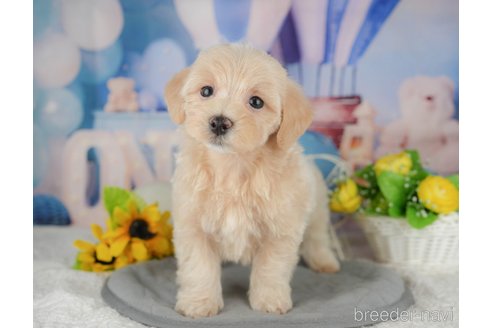 販売中の千葉県のミックス犬-391302の3枚目