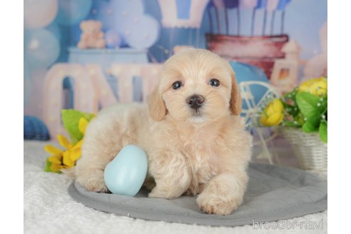 販売中の千葉県のミックス犬-391302の4枚目
