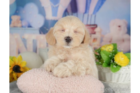 販売中の千葉県のミックス犬-391302の5枚目