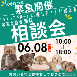 販売中の千葉県のポメラニアン-391301の2枚目