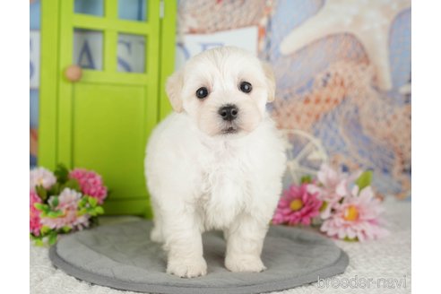 販売中の千葉県のミックス犬-391296の1枚目