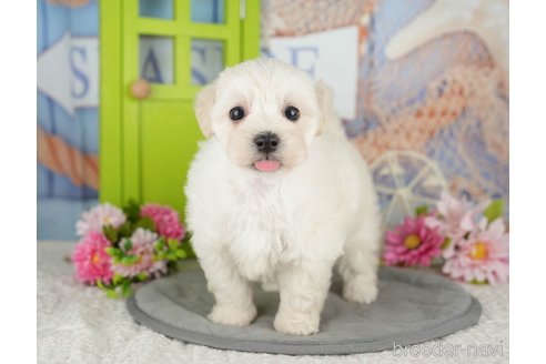 販売中の千葉県のミックス犬-391296の3枚目