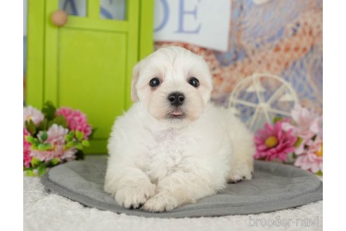 販売中の千葉県のミックス犬-391296の4枚目