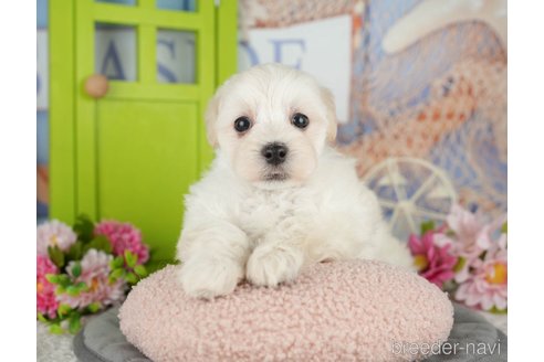 販売中の千葉県のミックス犬-391296の9枚目