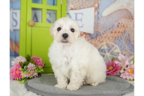 販売中の千葉県のミックス犬-391296の6枚目