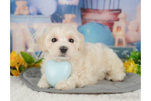 販売中の千葉県のミックス犬-391294の1枚目