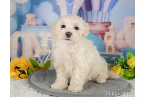 販売中の千葉県のミックス犬-391294の6枚目