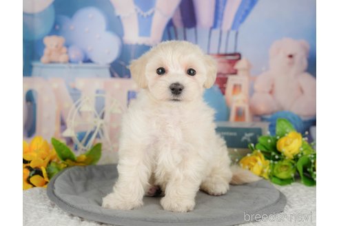販売中の千葉県のミックス犬-391294の8枚目