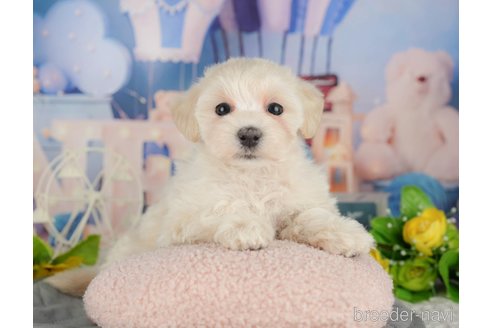 販売中の千葉県のミックス犬-391294の9枚目