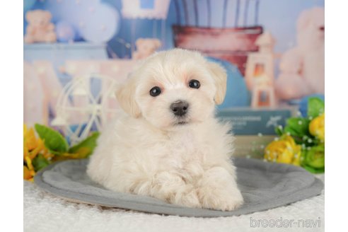 販売中の千葉県のミックス犬-391294の7枚目