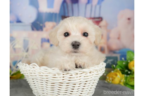 販売中の千葉県のミックス犬-391294の4枚目